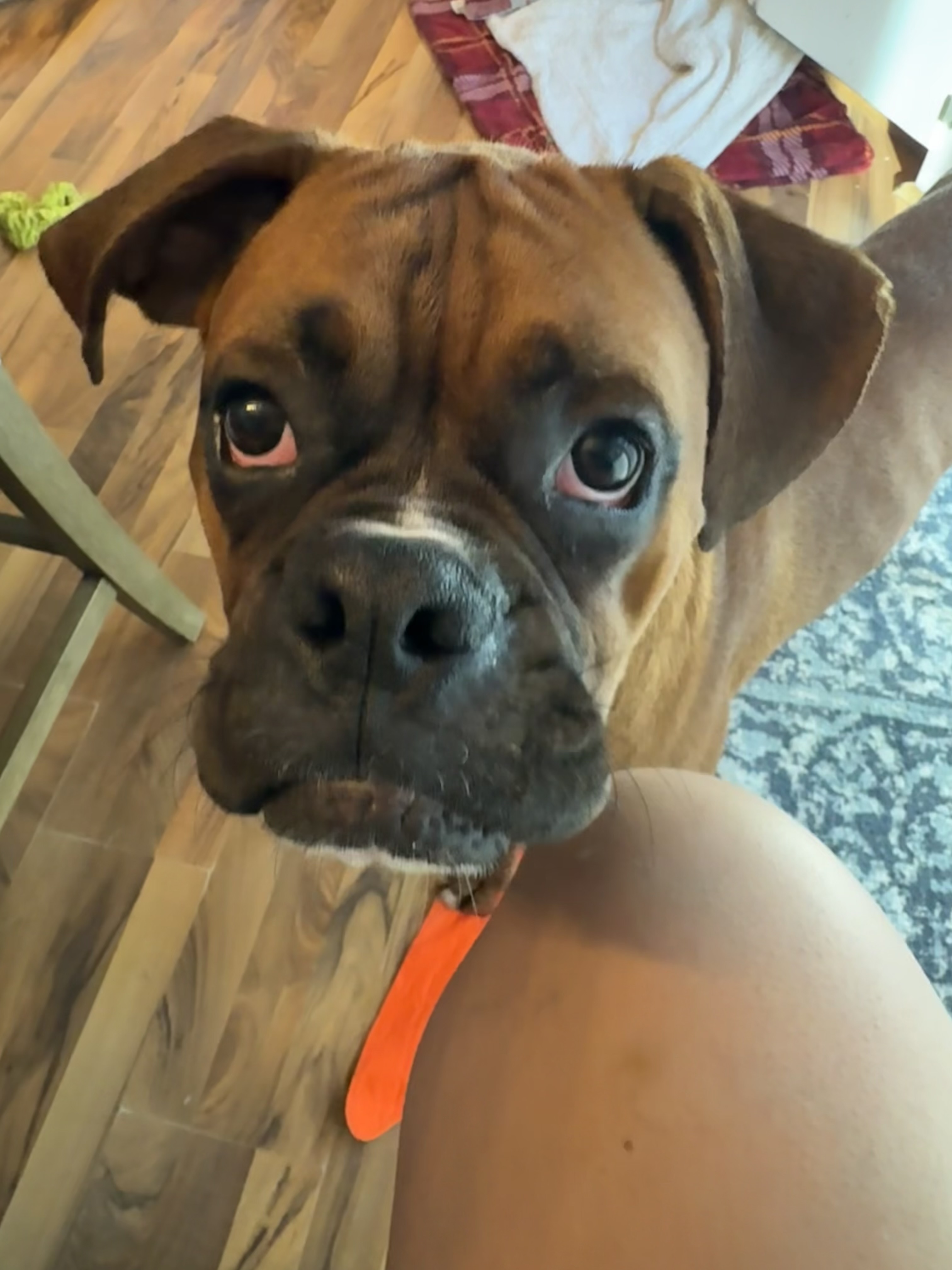 Welcome to the Winston Ridge Dog Co. Blog